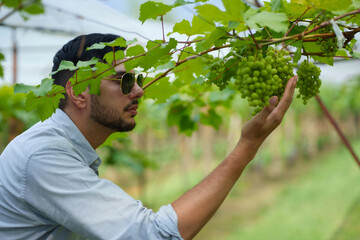 Handsome man entrepreneur touching grape on branch to check quality of grape in organic vineyard.