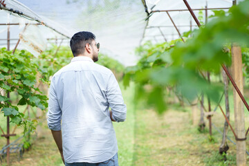 Handsome man entrepreneur checking quality of grape in organic vineyard.