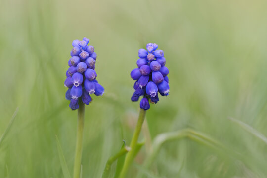 muscari, purple, grape hyacinth, garden grape hyacinth, blue flowers, herbaceous, outdoor, leaf, green, park, meadow, gentle, horticulture, beautiful, spring, tranquility, growth, floral, flora, hyaci