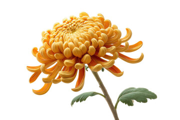 PNG Vibrant orange chrysanthemum on black background