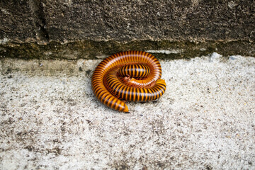 Millipedes are hugging each other on the old cement floor.