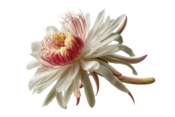 PNG Blooming night queen: elegance of white and pink cactus flower close-up