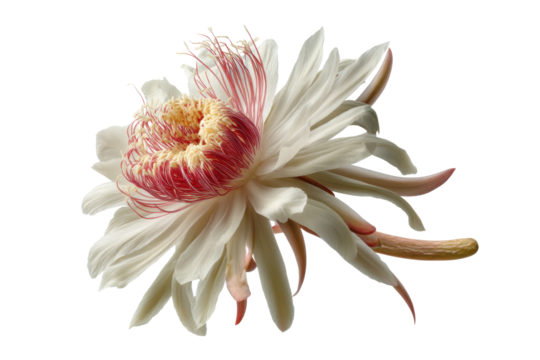 PNG Blooming night queen: elegance of white and pink cactus flower close-up