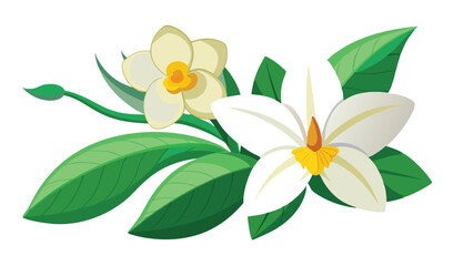 Vanilla flower blossom with green leaves illustration