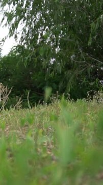 active dog quickly jumps out of a ravine with a river. active summer leisure. playing pet Jack Russell terrier outside. Vertical video footage dynamic hand hold camera