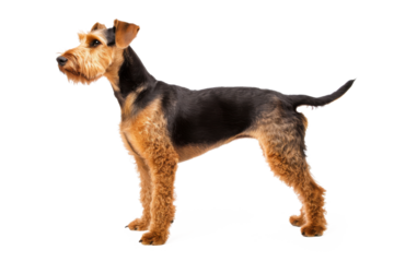 Isolated on white, a cute Yorkshire Terrier puppy, a purebred domestic pet, sits for a portrait