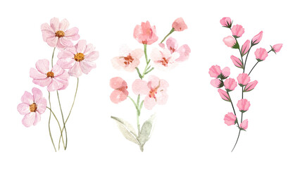 pink tulips