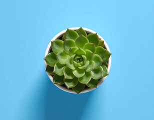 Succulent in white pot on blue