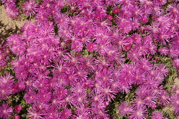 Mittagsblumen pinke Bl&uuml;ten 