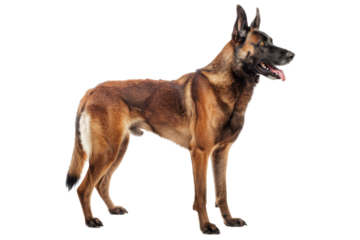 White purebred German Shepherd dog and Belgian Shepherd Malinois puppy sitting isolated on a white background
