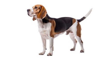 Isolated shot of a cute beagle puppy on a white background