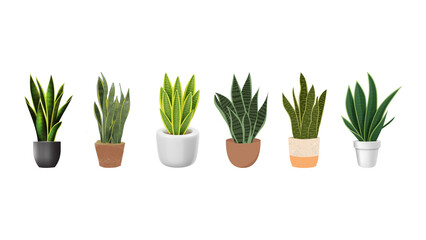 snake plants pots
