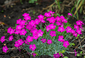 pink flowers of dianthus deltoides in the garden