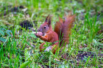 squirrel eating nut in the grass