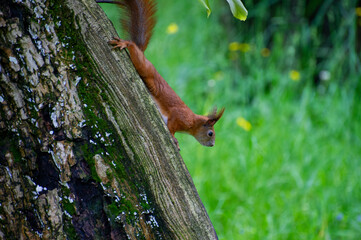 squirrel on a tree