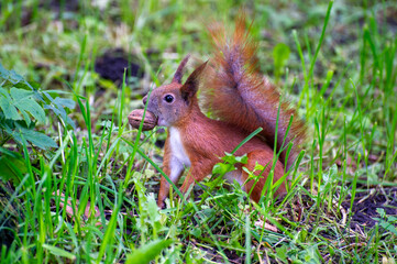 squirrel on the grass with nut in its mouth
