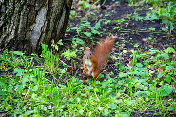 squirrel standing on the grass and watching