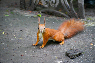a cute red squirrel on the ground