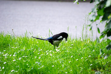 a magpie looking for food in a grass