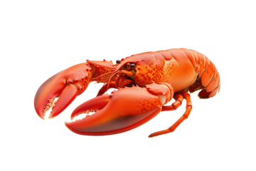 Lobster cooking process coastal kitchen food photography bright environment close-up view culinary art