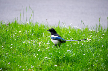 a magpie in a grass