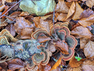 Setas corteza de arbol
