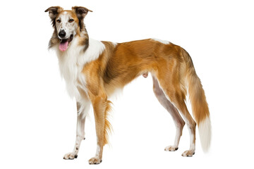 Purebred border collie puppy, a cute domestic animal portrait