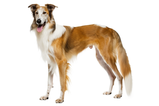 Purebred border collie puppy, a cute domestic animal portrait