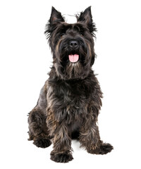Isolated purebred black and white terrier puppy
