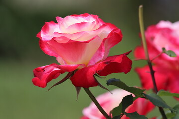 Beautiful roses in the garden, Roses are beautiful with a beautiful sunny day.