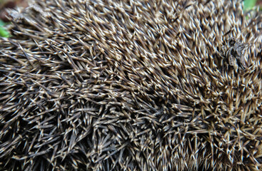 prickly hedgehog needles close-up. selective focus