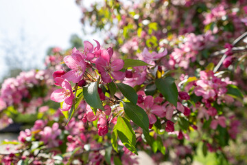 Naklejka premium Pink spring tree blossom. Apple flowers close up, bloom branch in garden, delicate pink flowers