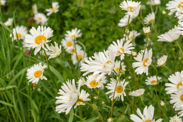 Fototapeta premium Chamomile flower field. White daisies on spring meadow, wild camomiles in english garden