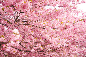 pink cherry blossom