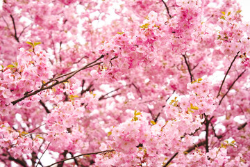 pink cherry blossom