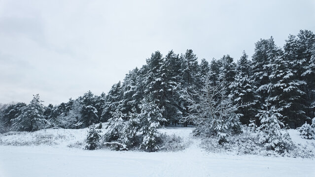 snow covered trees