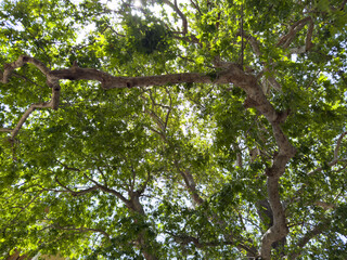 Plane tree foliage in springtime. Fresh green leaves, low angle view
