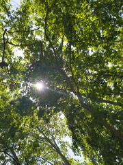 Plane tree foliage in springtime. Fresh green leaves, low angle view