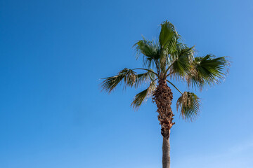 Palm tree on a tropical beach, blue sky, sunny summer day
