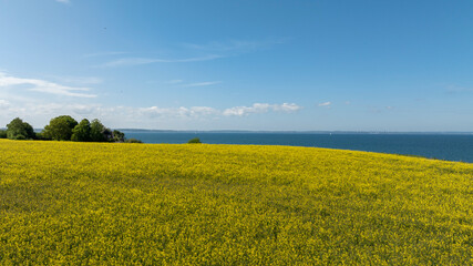 Rapeseed fields on the Baltic Sea