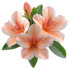 Elegant peach azalea blossoms and buds showcasing intricate petal details and vibrant colors