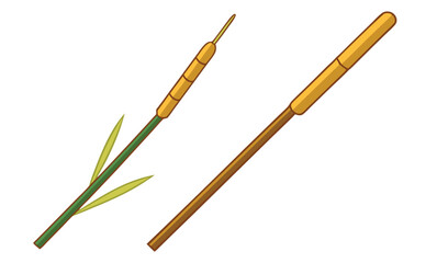Fototapeta premium Two typha cattails illustration isolated on white