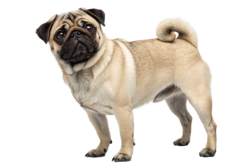 Cute pug dog standing isolated on transparent background looking at camera