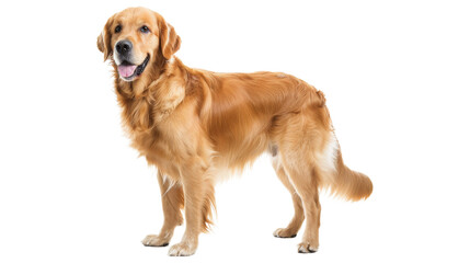 Adorable purebred golden retriever puppy sitting happy with its tongue out, isolated on a white background