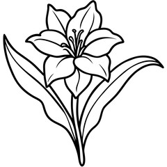 lily flower isolated on white