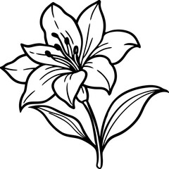 Obraz premium black and white lily flower
