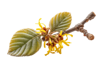 PNG Frost-covered witch hazel branch with yellow blooms on black background