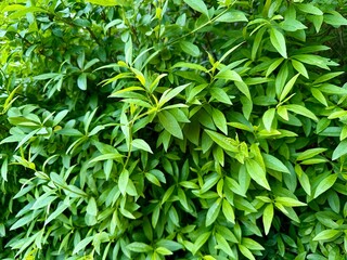 Close-up of vibrant green leaves on a lush bush. Natural texture and fresh foliage create a calming, eco-friendly background perfect for nature or botanical themes.