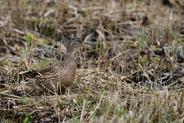 A Female Mallard Duck Well Camouflaged Among Dry Brown Grass And Twigs In A Marshy Area. Wildlife In Natural Habitat.