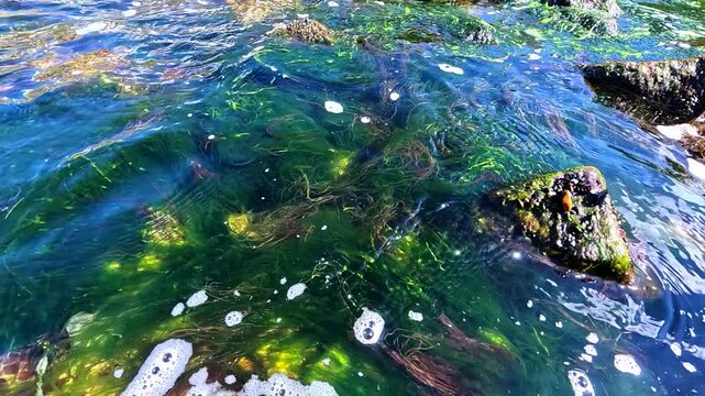 Green algae Enteromorpha (Ulva) on stones near the shore, waves rock algae macrophytes in the Black Sea, Odessa